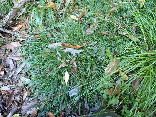 Carex dissitiflora iNat (3)