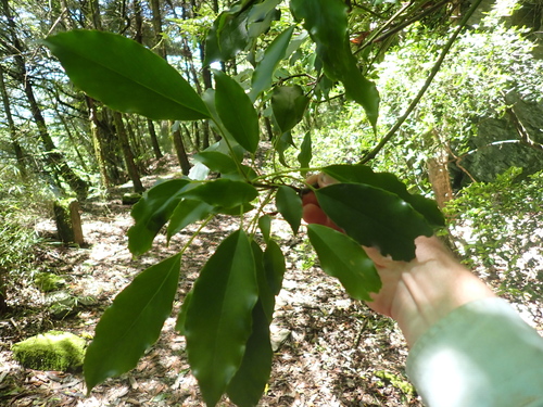 Trochodendron aralioides, photograph 3