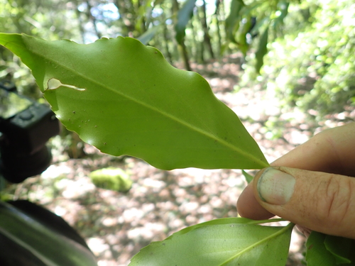 Trochodendron aralioides, photograph 4