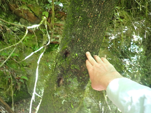 Trochodendron aralioides, photograph 5