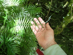 Plagiogyria glauca, photograph (c) crothfels, some rights reserved (CC BY)