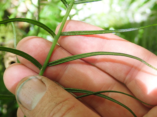 Plagiogyria glauca, photograph 6