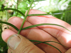 Plagiogyria glauca, photograph (c) crothfels, some rights reserved (CC BY)