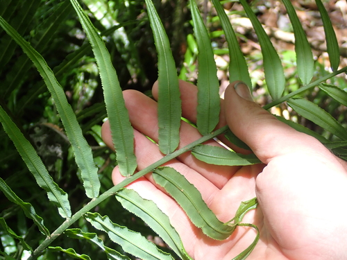 Plagiogyria glauca, photograph 4