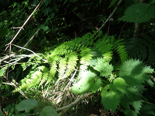 Acystopteris tenuisecta (Acystopteris tenuisecta)