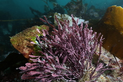 Calliarthron cheilosporioides