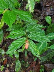Begonia longirostris