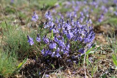 Veronica capsellicarpa