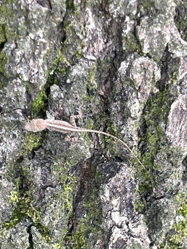 Brown Anole