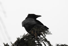 Corvus corone
