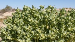 Atriplex elegans fasciculata