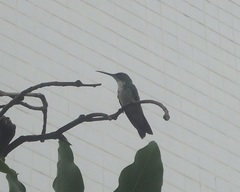 Chrysuronia leucogaster