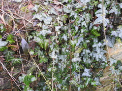 Hedera helix