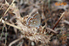 Polyommatus bellargus