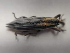 Lixus anguinus