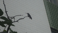 Chrysuronia leucogaster