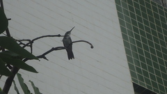 Chrysuronia leucogaster