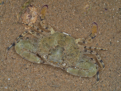 Cycloachelous granulatus