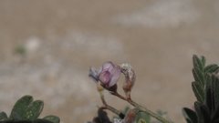 Astragalus sabulonum