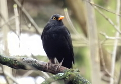 Turdus merula