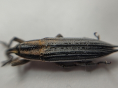 Lixus anguinus