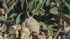 Astragalus sabulonum