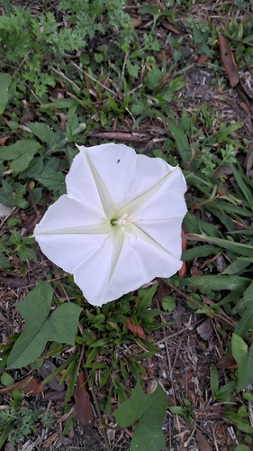 Moonflower