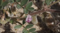 Astragalus sabulonum