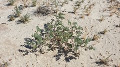 Astragalus sabulonum