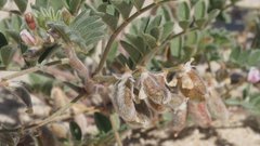 Astragalus sabulonum