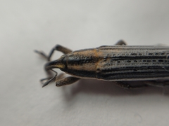 Lixus anguinus