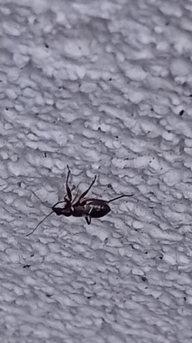 Ant Damselbug