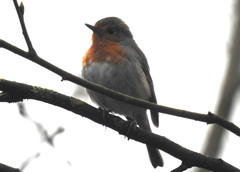 Erithacus rubecula