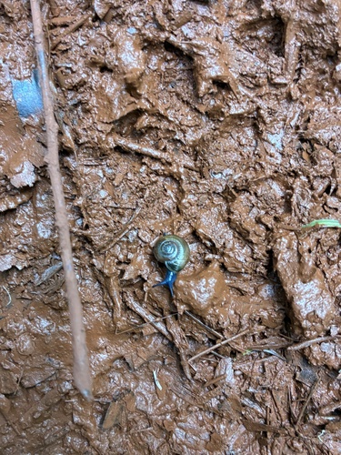 Oxychilus observed 2026-06-19
