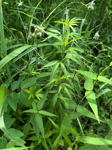 Coreopsis tripteris
