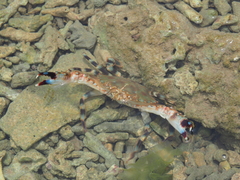 Charybdis annulata