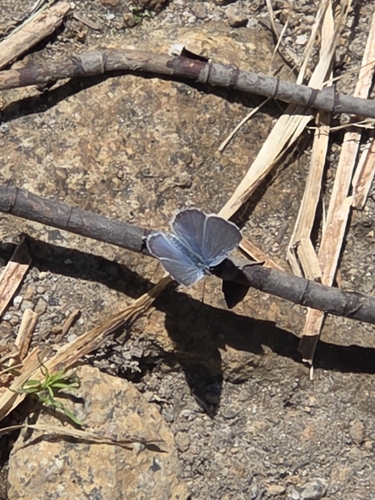 iNaturalist observation photo of Typical Blues