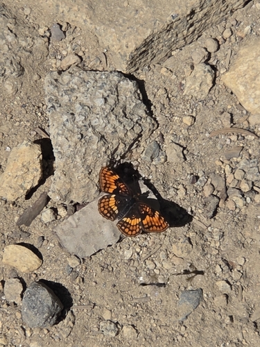iNaturalist observation photo of Hoffmann's Checkerspot