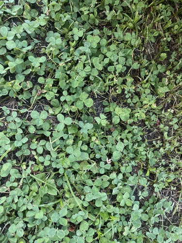 white clover