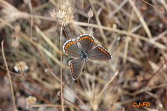 Polyommatus bellargus