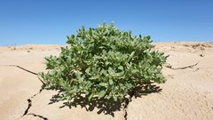 Atriplex elegans fasciculata