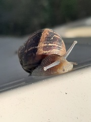 Cornu aspersum