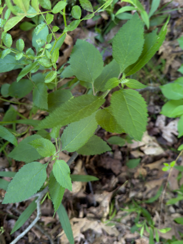 Scutellaria incana