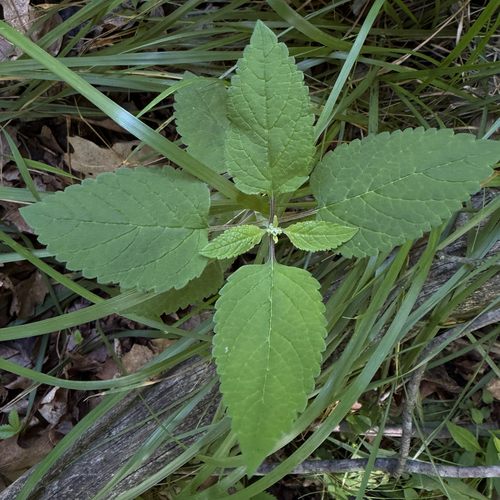 Scutellaria incana