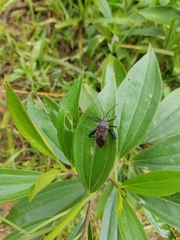 Piezogaster rubropictus