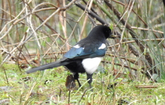 Pica pica