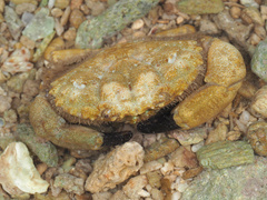 Leptodius sanguineus