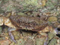Leptodius sanguineus