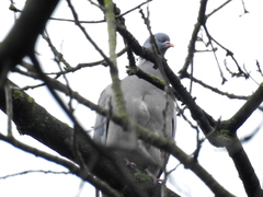 Columba palumbus
