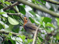 Erithacus rubecula